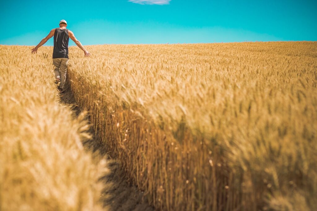 man, wheat crops, barley-1866559.jpg