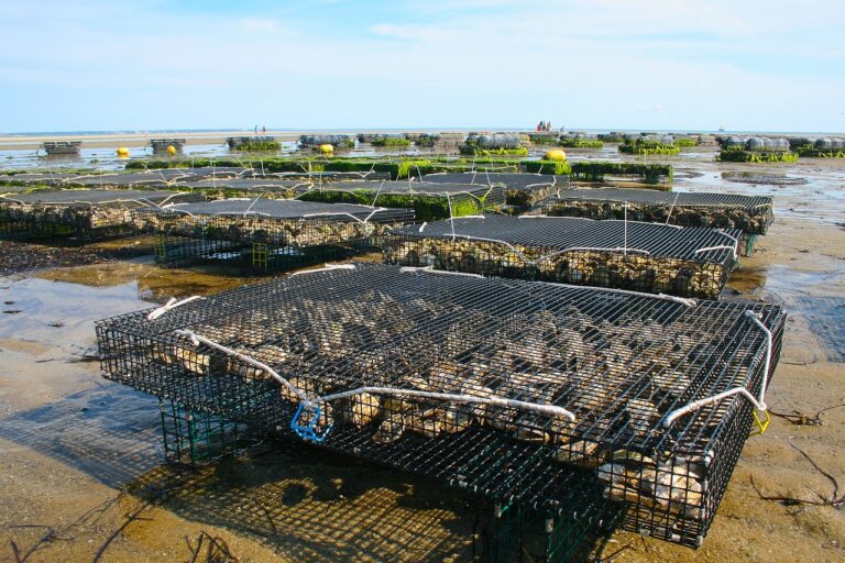 oyster farm, shellfish, fis-1404177.jpg