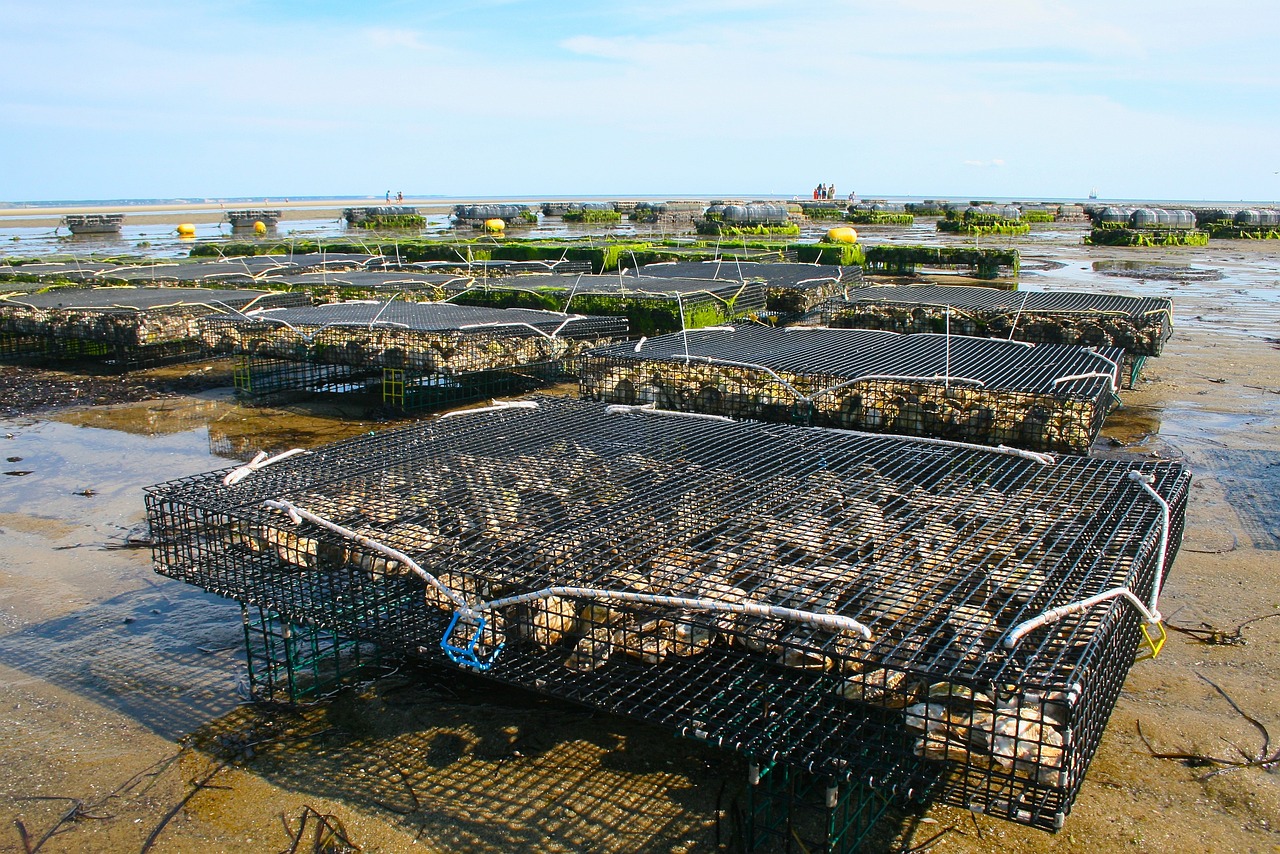 oyster farm, shellfish, fis-1404177.jpg